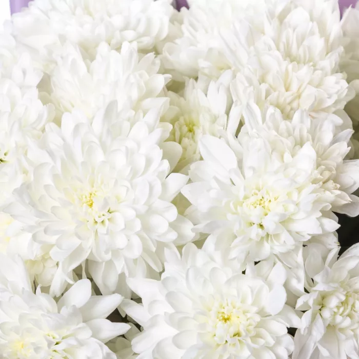 Букет из 7 белых хризантем
