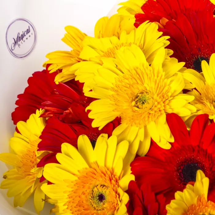 Букет из 29 разноцветных гербер