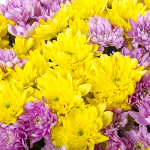 Монобукет из 19 разноцветных хризантем в пленке