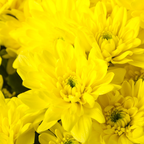 Монобукет из 11 желтых хризантем