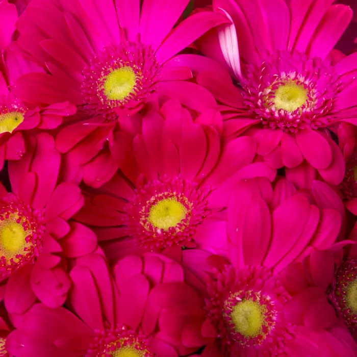 Букет из 19 малиновых гербер