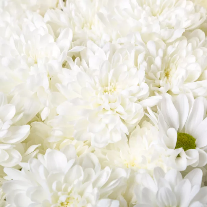 Букет из 19 белых хризантем