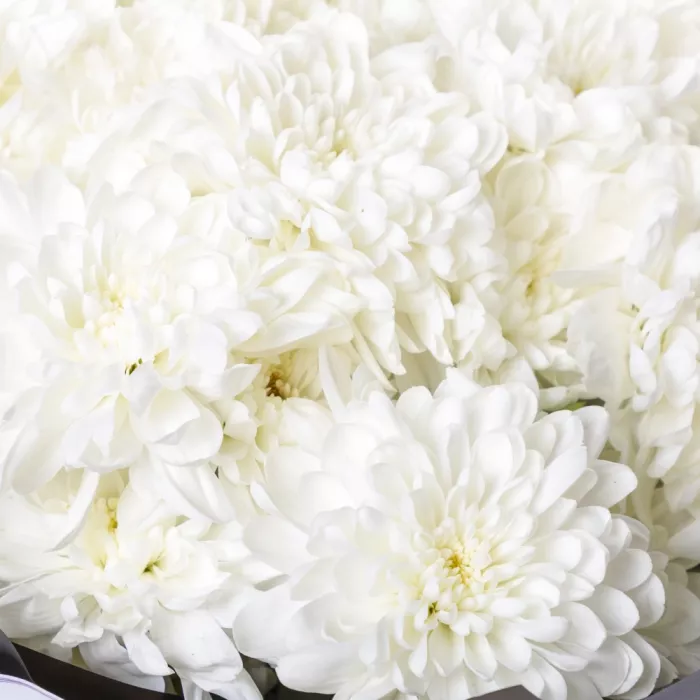 Букет из 11 белых хризантем