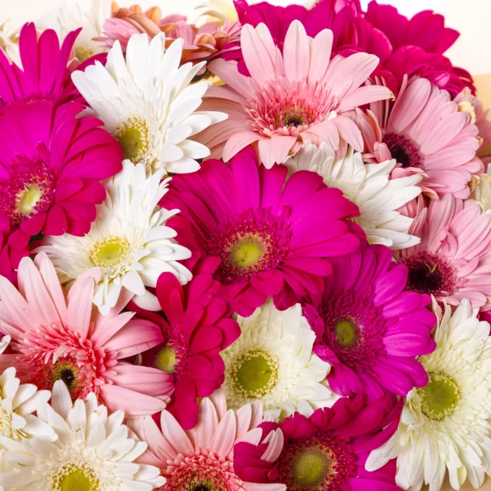 Букет из 35 разноцветных гербер