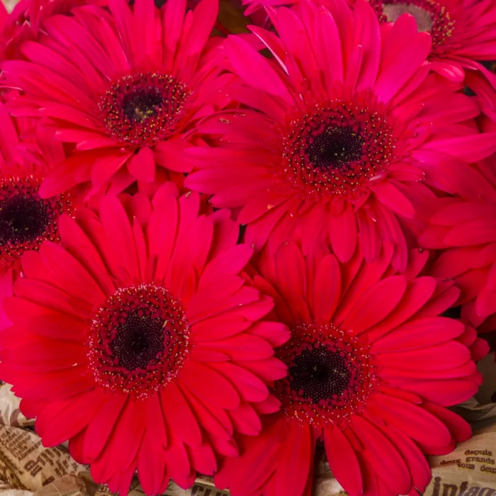 Букет из 11 красных гербер