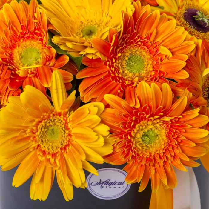 25 оранжевых гербер в шляпной коробке