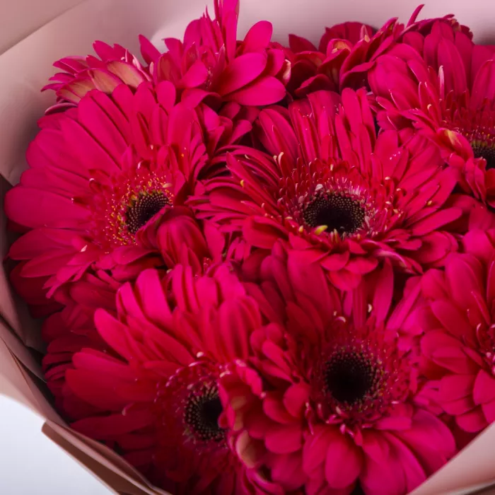 Букет из 9 малиновых гербер