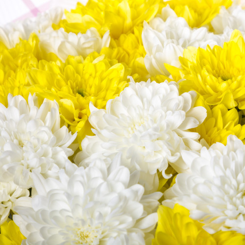 Монобукет из 11 разноцветных хризантем