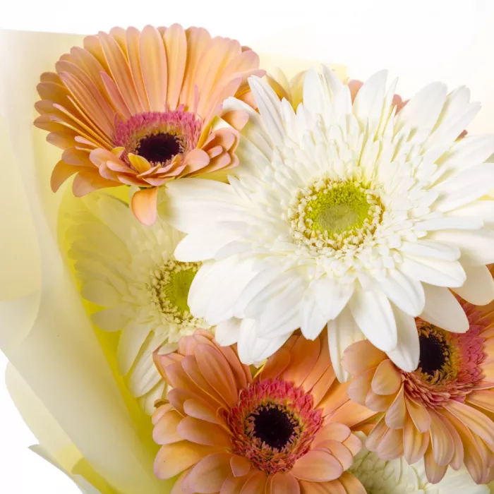 Букет из 9 разноцветных гербер