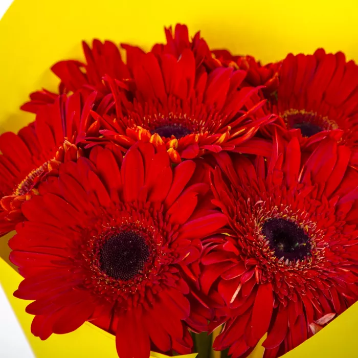 Букет из 7 оранжевых гербер