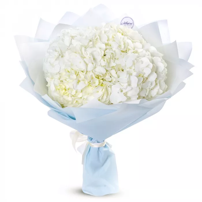 5 белых гортензий