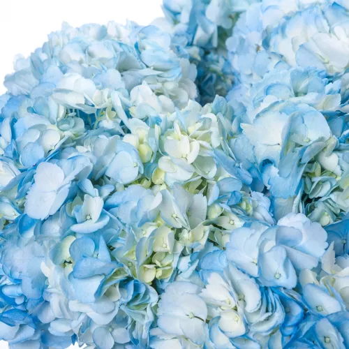 15 цветов голубых гортензий