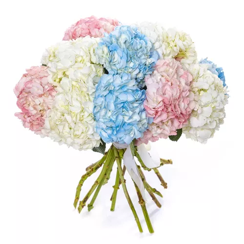 15 разноцветных гортензий