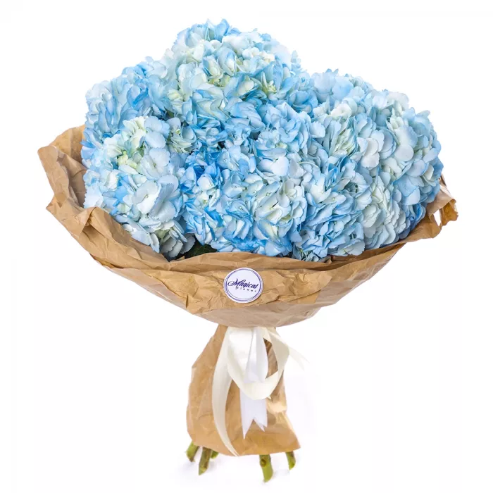 7 голубых гортензий