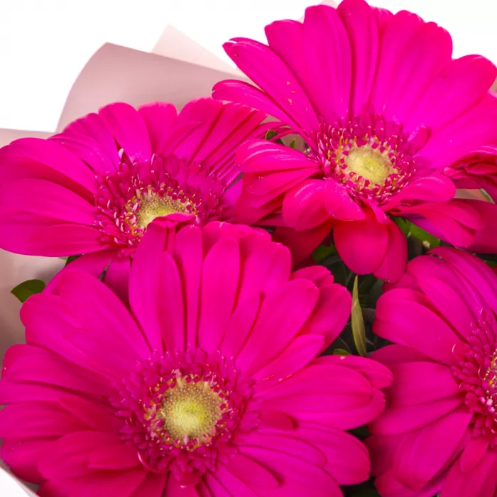Букет из 5 малиновых гербер