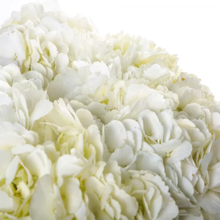 Букет из 11 белых гортензий