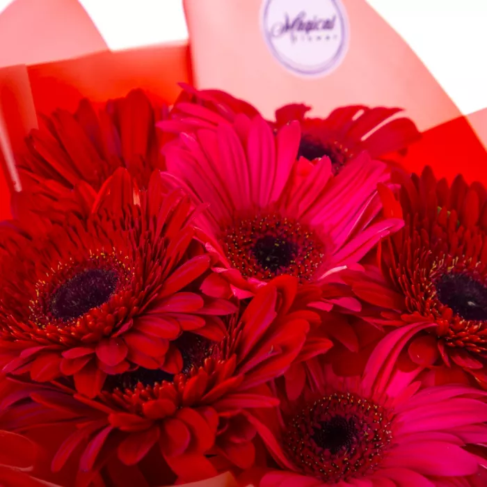 Букет из 7 красных гербер