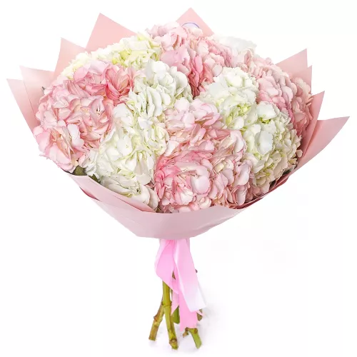 9 разноцветных гортензий