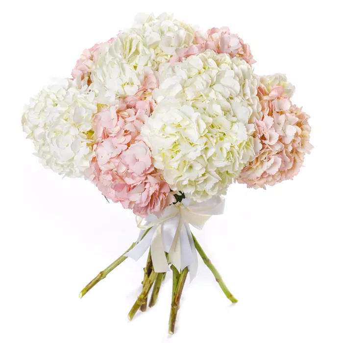 11 разноцветных гортензий 11 разноцветных гортензий