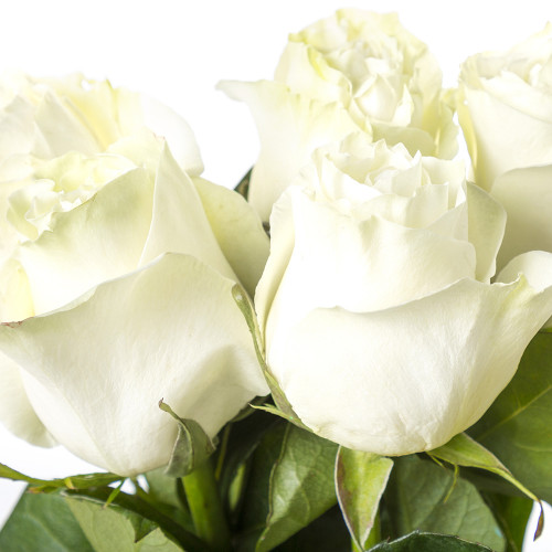 Белые высокие розы 5 шт Эквадор 100 см