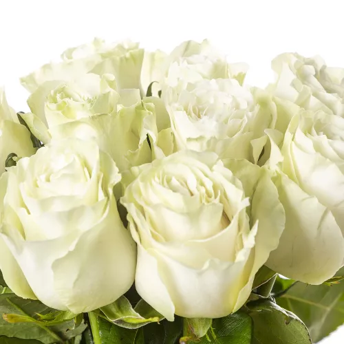 Монобукет из 9 белых роз Эквадор 100 см