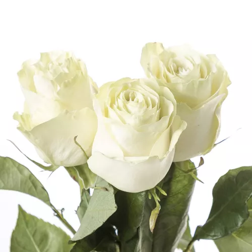 Монобукет из 3 белых роз Эквадор 100 см