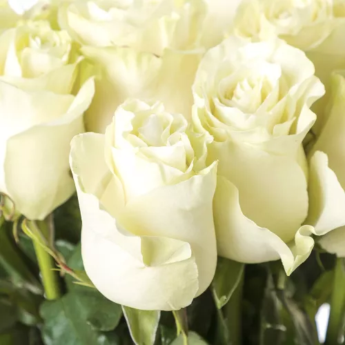 Букет из 11 высоких белых роз Эквадор 100 см