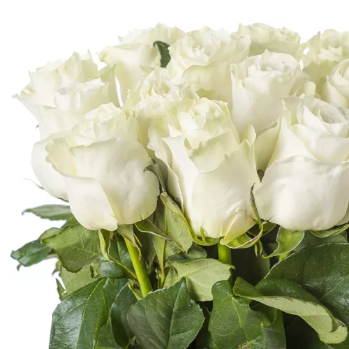 Букет из 15 белых длинных роз Эквадор 100 см