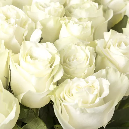 Букет из 25 белых роз Эквадор 100 см