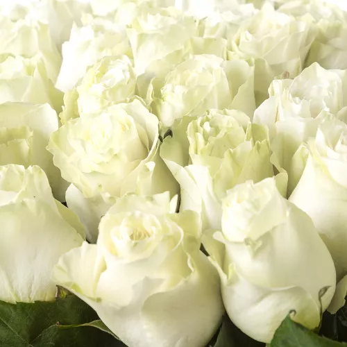 Монобукет из 51 белой розы Эквадор 100 см