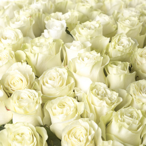Монобукет из 101 белой розы Эквадор 100 см
