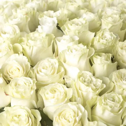 Гигантский букет из 101 белой розы Эквадор 100 см
