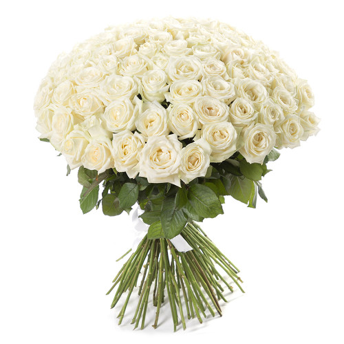 Монобукет из 101 белой розы premium 50 см под ленту