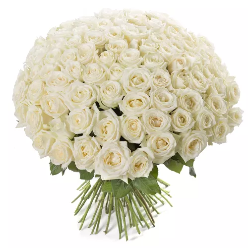 Букет из 101 белой розы premium 50 см под ленту