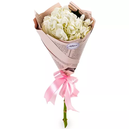 Букет из 1 белой гортензии в пленке