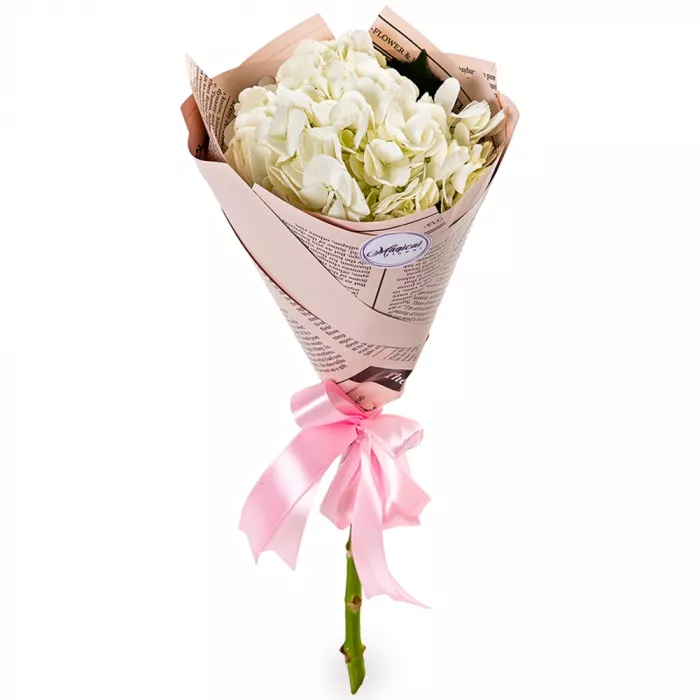 Букет из 1 белой гортензии в пленке Букет из 1 белой гортензии в пленке