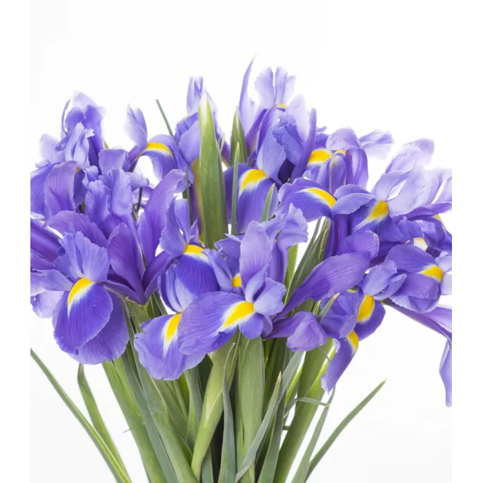 Букет из синего ириса 15 шт