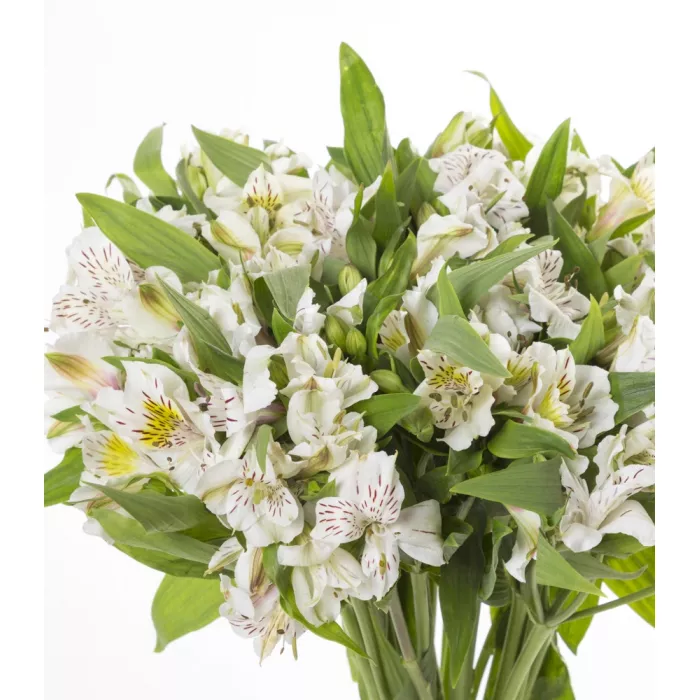 Букет из белой альстромерии 25 шт
