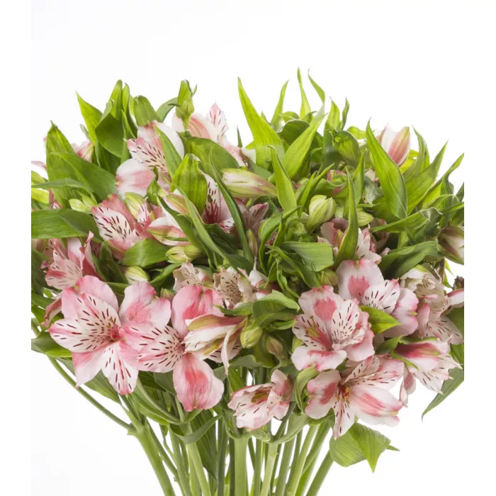 Букет из розовой альстромерии 25 шт