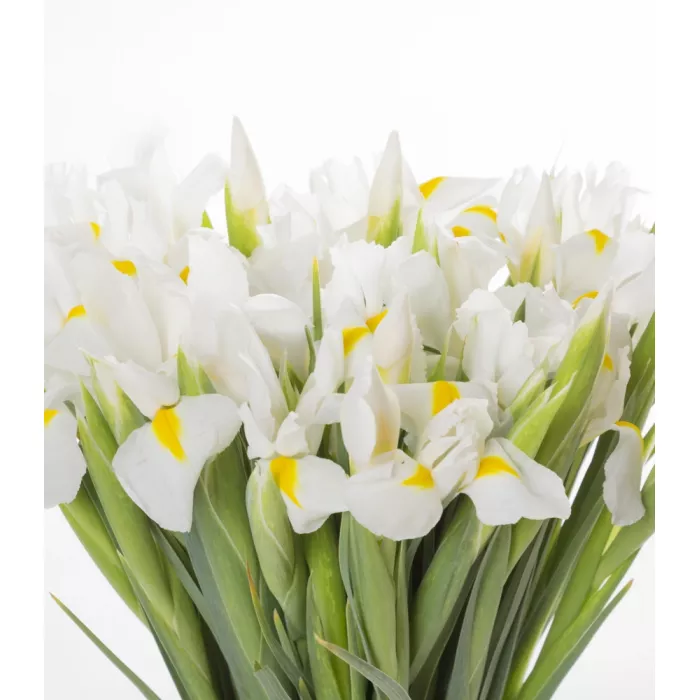Букет из белого ириса 35 шт