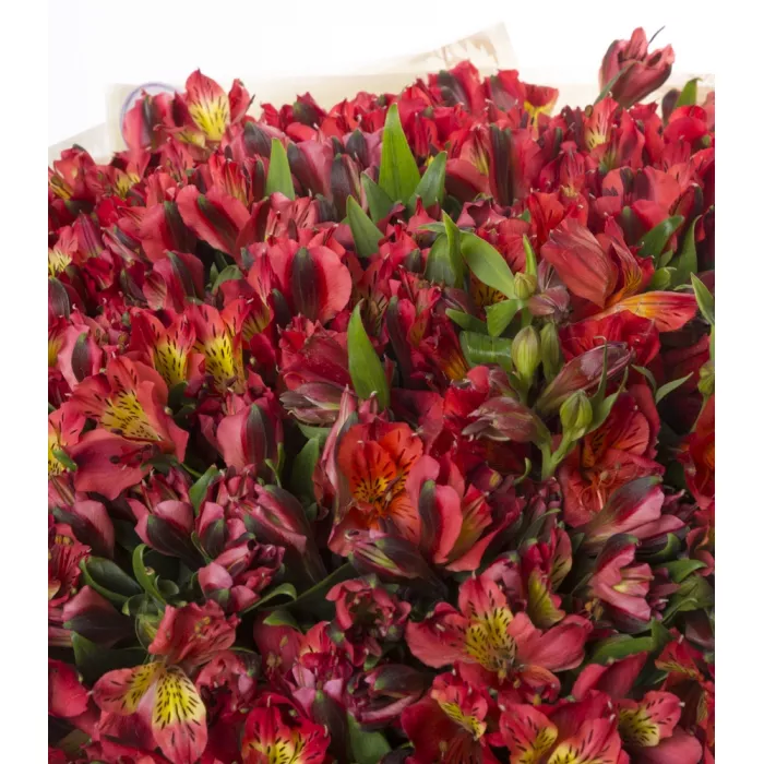 35 красных альстромерий