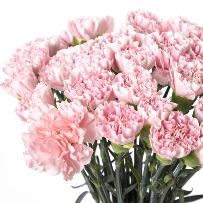 35 розовых гвоздик