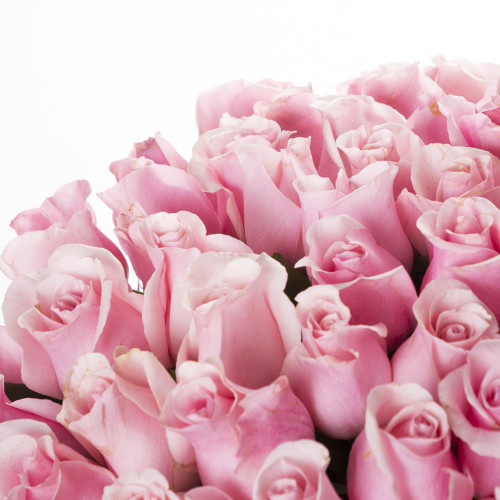 75 розовых роз Эквадор 70 см