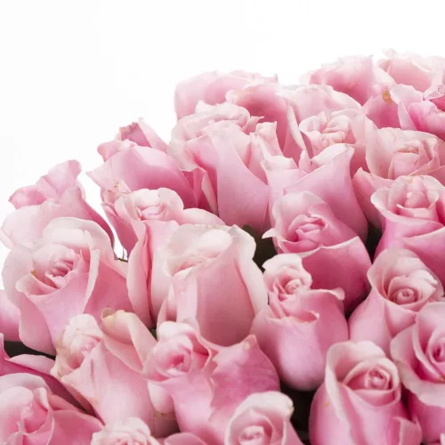 75 розовых роз Эквадор 70 см