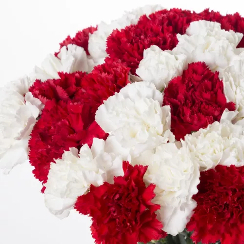 Букетов цветов из 27 красно-белых гвоздик