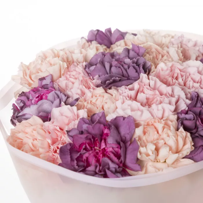 21 разноцветная гвоздика