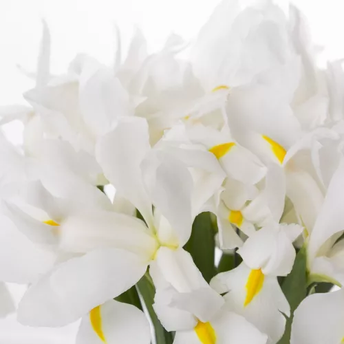 Букет цветов из 15 белых ирисов