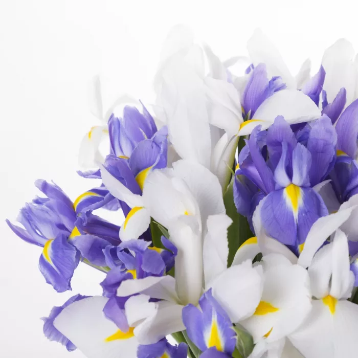 Букет из 11 разноцветных ирисов