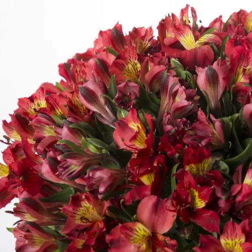 Букет цветов для жены из 35 красных альстромерий