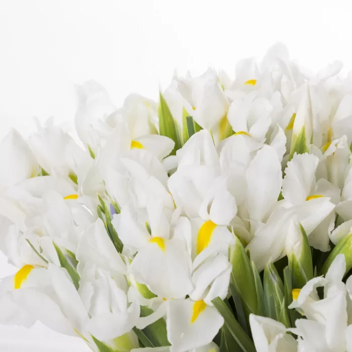 Букет из 51 белого ириса